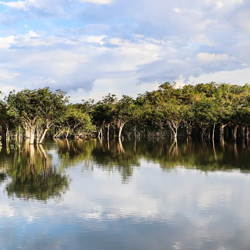 Forêt-Inondée_Brésil-header