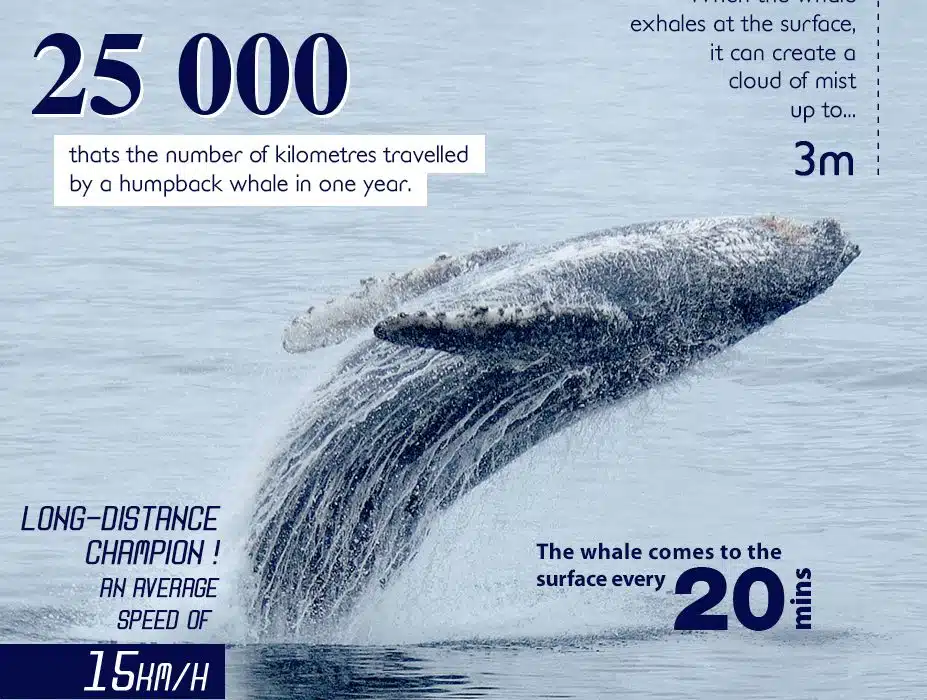 FunFact_Ponant_927x800_Baleine_02-EN-927×700