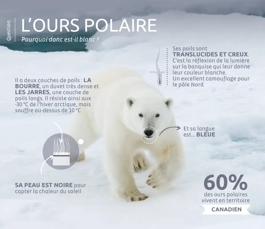 ours-blanc-curiosité-v2