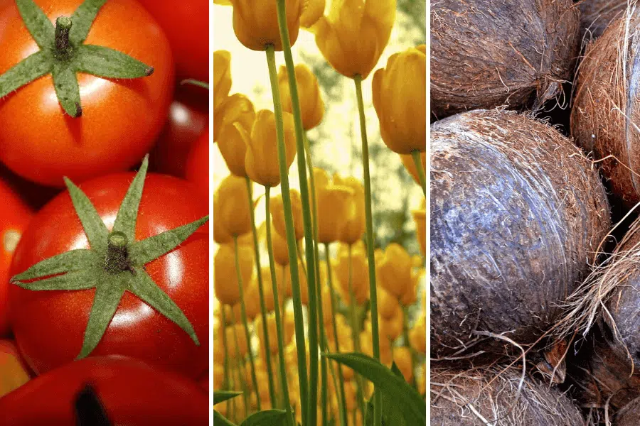 Tomate-Tulipe-et-noix-de-coco
