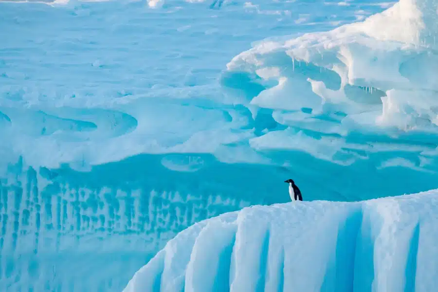 WILHELMINA-BAY-Manchot-Adelie-ANTARCTIQUE©StudioPONANT-Violette-vauchelle-1