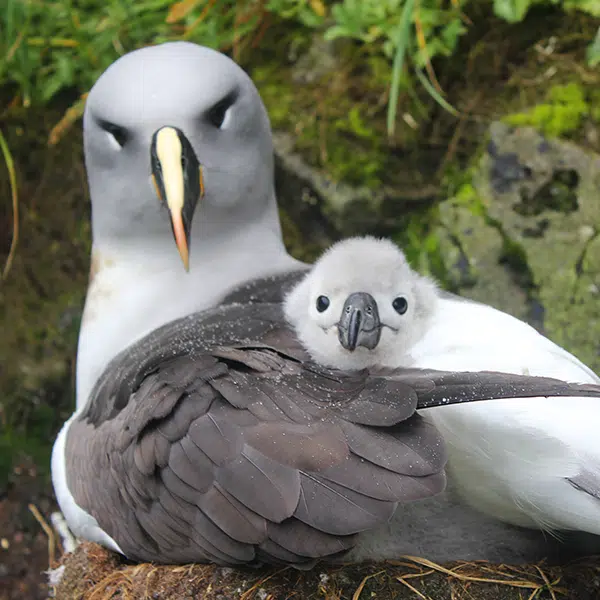 albatross-push-600×600