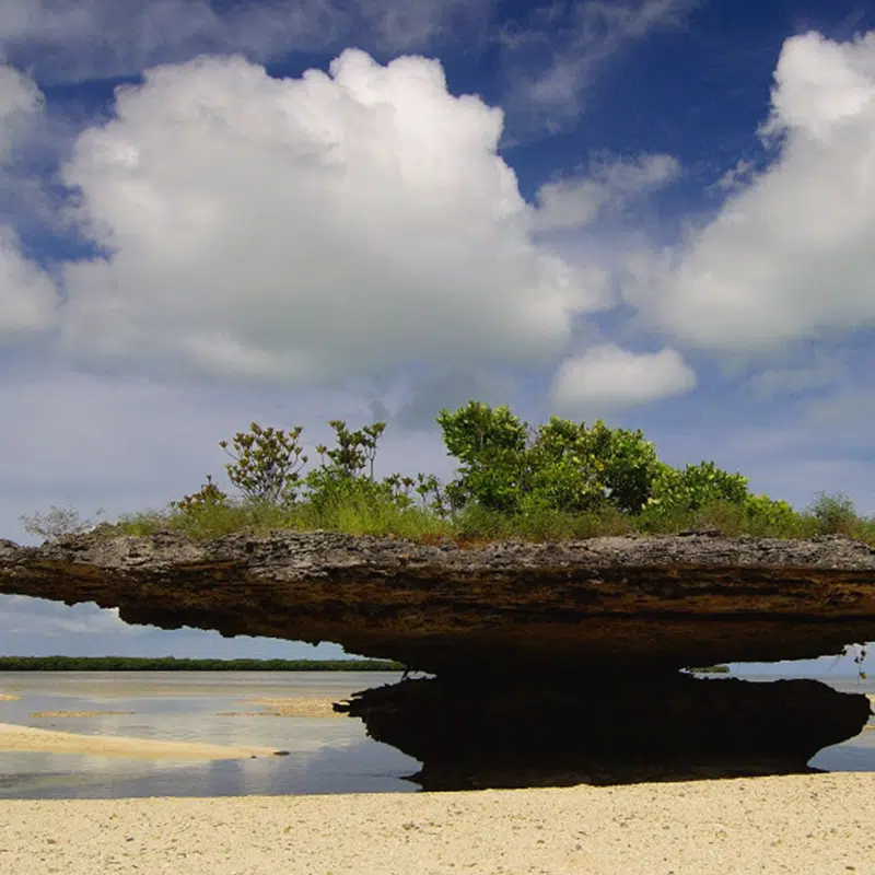 aldabra-clean-up-project-header