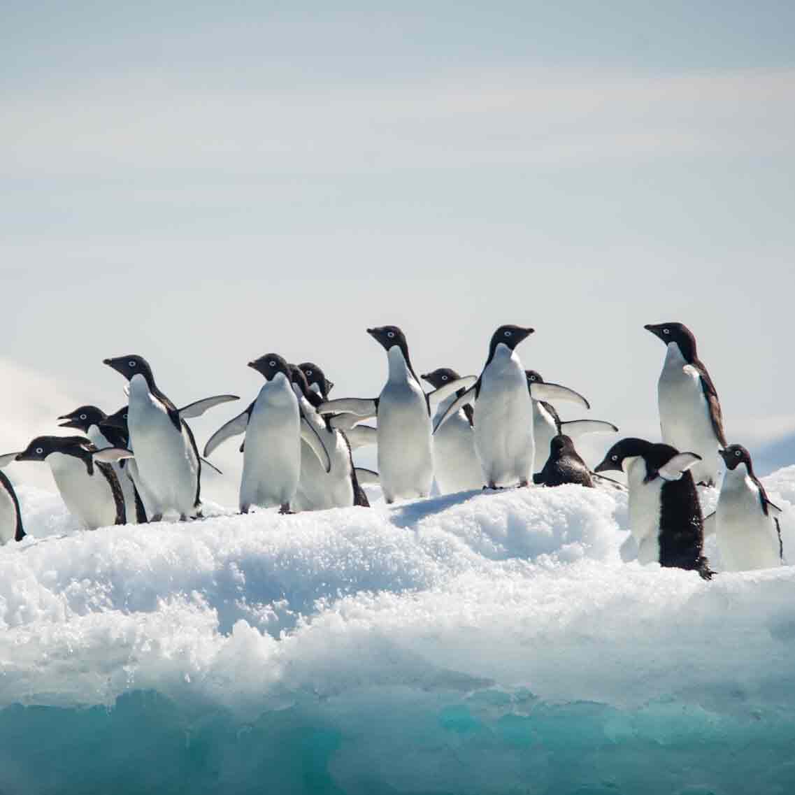 antarctique-croisiere-ponant