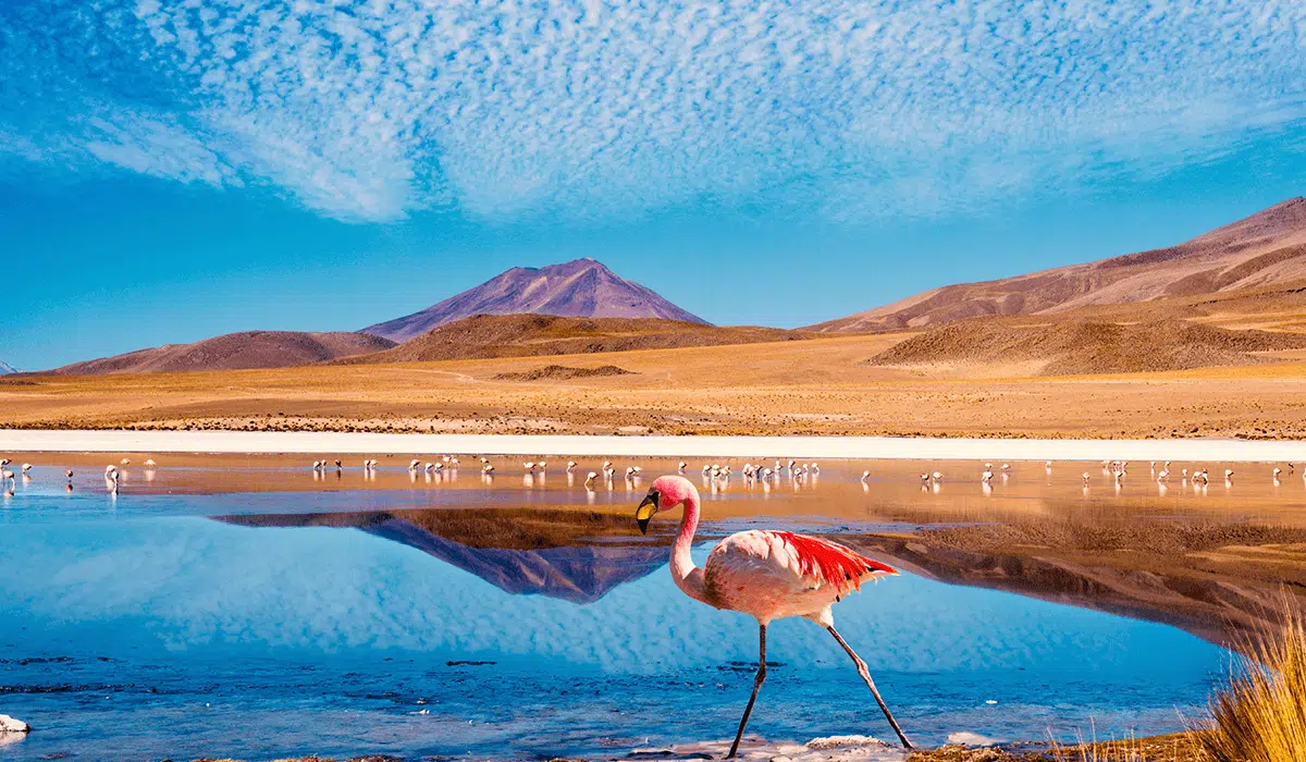 flamingo-bolivia-1200×700-compressor-1