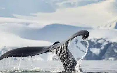 Le marathon de la baleine
