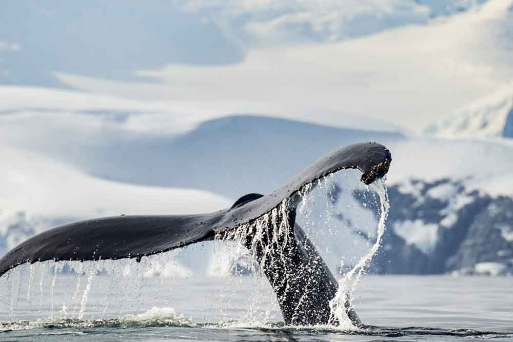 marathon-de-baleine