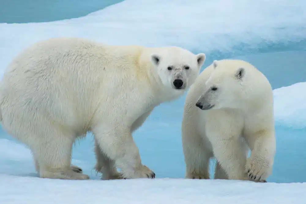 ours-polaire