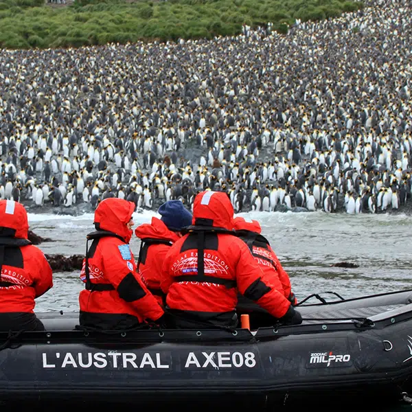 zodiac-penguins-push-600×600-compressor