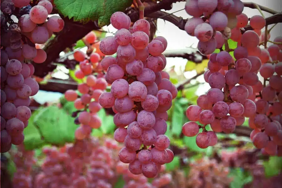 Koshu Grape