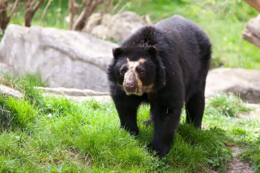 Andean bear