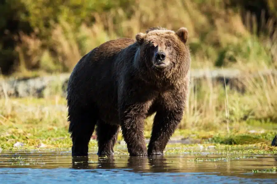 Ours-brun-e1561710665807