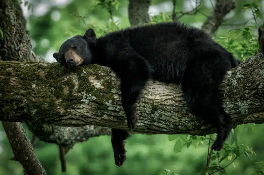 Sleeping Bear