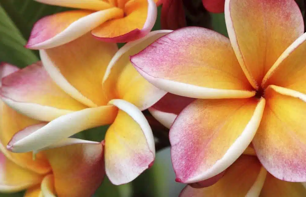 Wallis-Futuna-fleurs_img1000x645