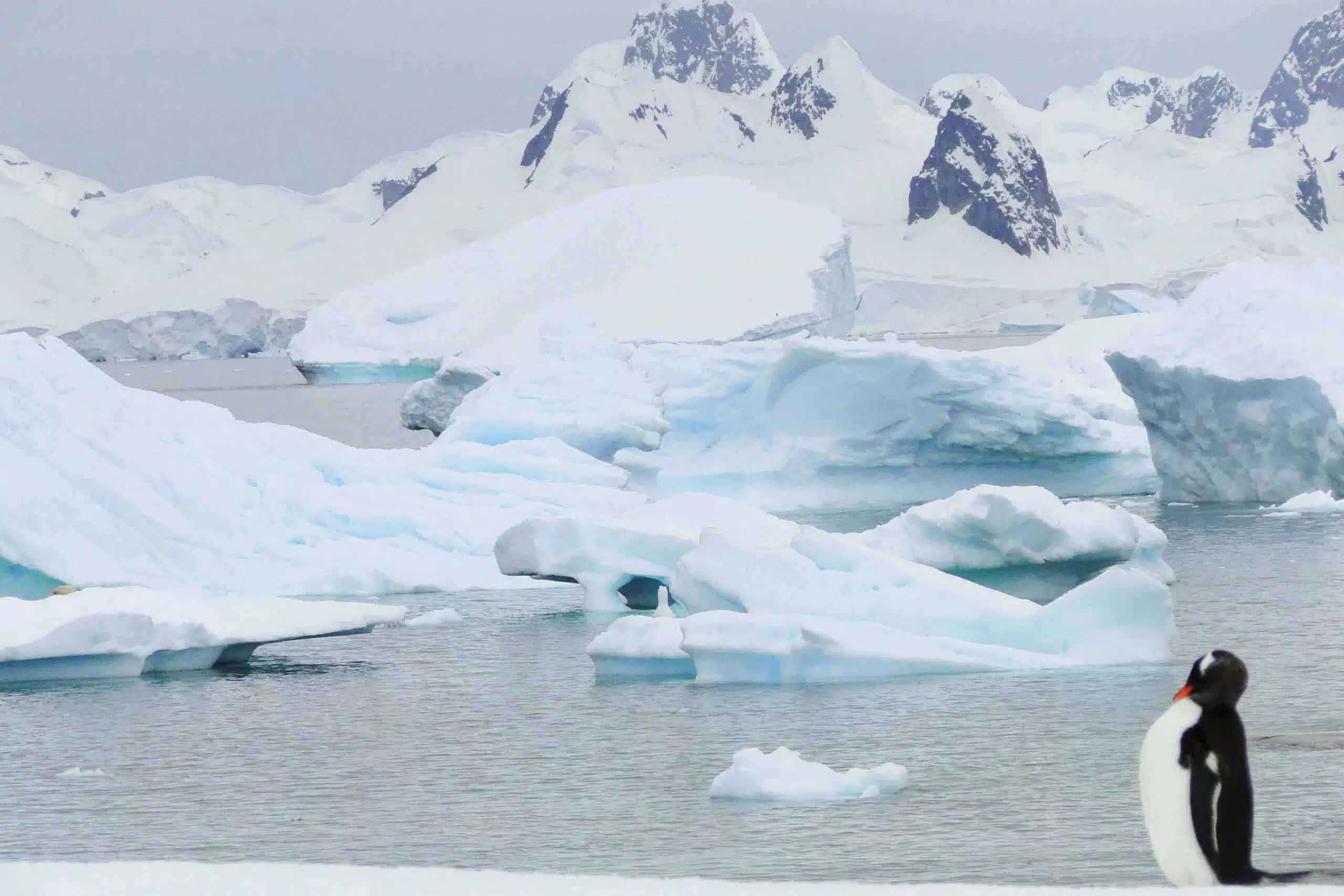 antarctique