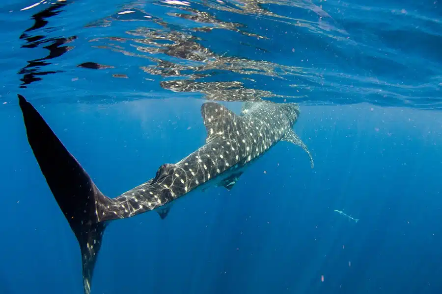 Whale shark