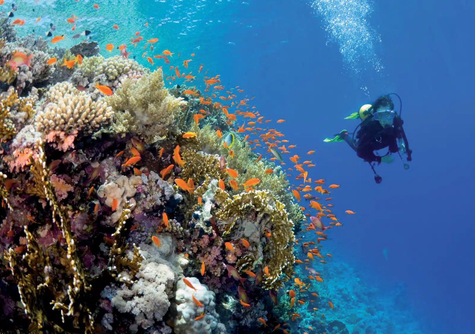 istockphoto-diver-hd-horizontal-rpi