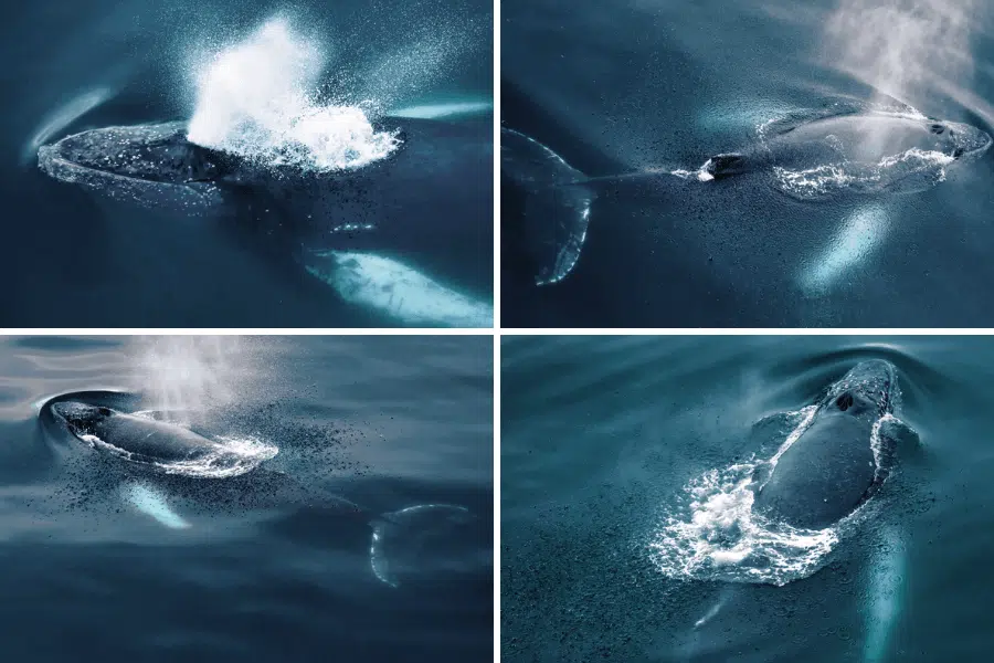 observation-des-baleines