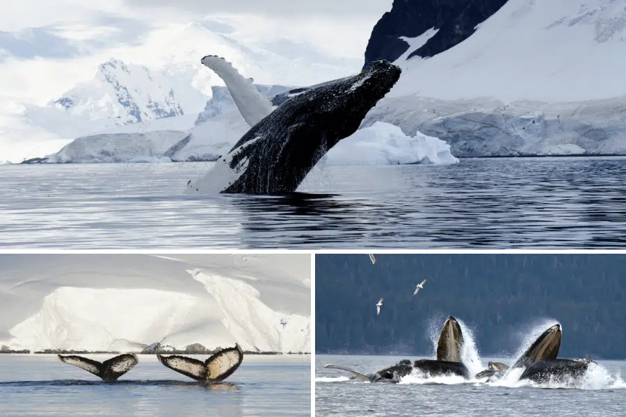 observer-baleine-3