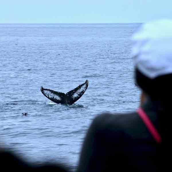 ou-observer-baleines