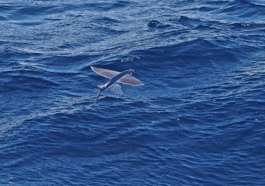 Flying Fish