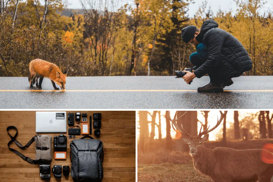 photographier-animaux-en-voyage