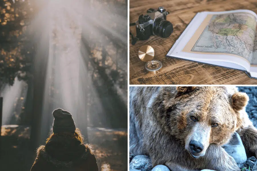 reussir-ses-photographies-animaux