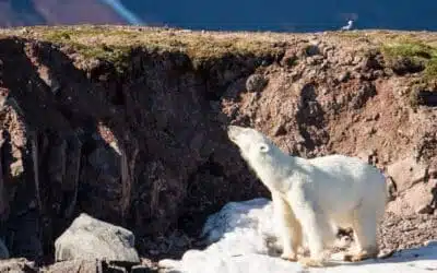 Bear watching: everything you need to know before setting off
