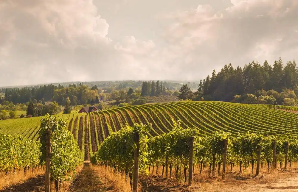 une-vin-cepage