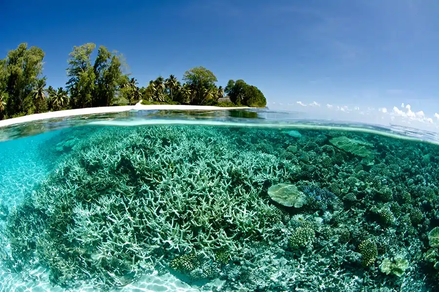 ©iStock-RainervonBrandis-531870704_Corail-récif-Il