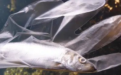 The Impact of Plastic Pollution in our Oceans