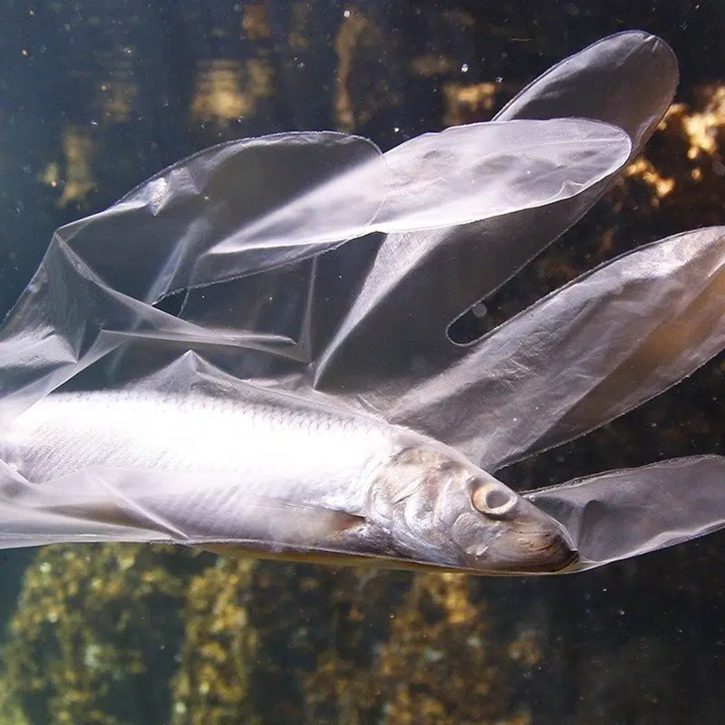 Plastic-Header