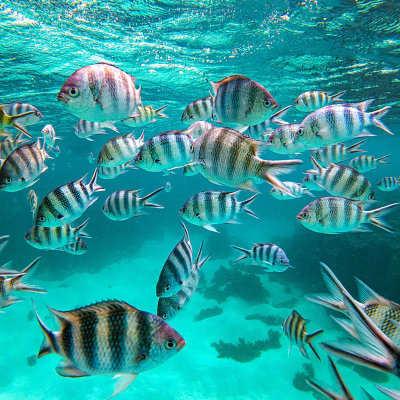 Praslin-Header