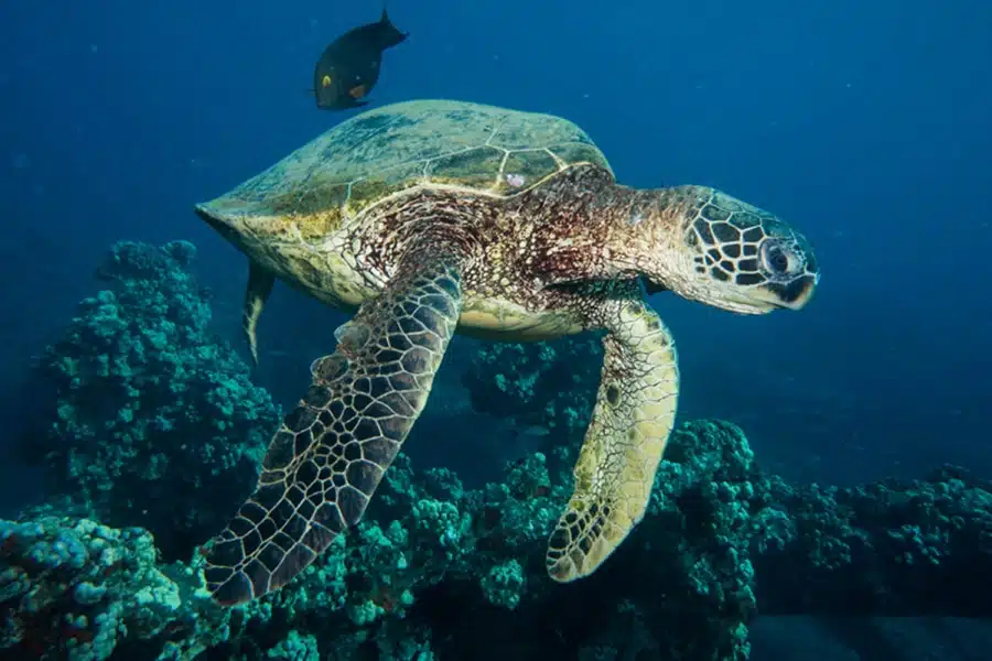 tortue fernando 
