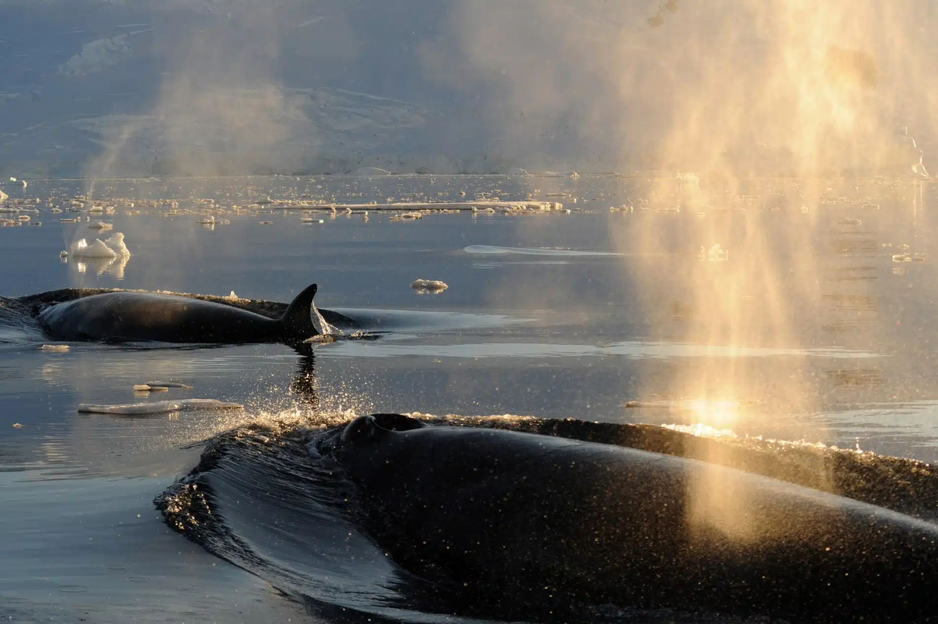 Pourquoi et comment allier tourisme polaire et recherche scientifique 
