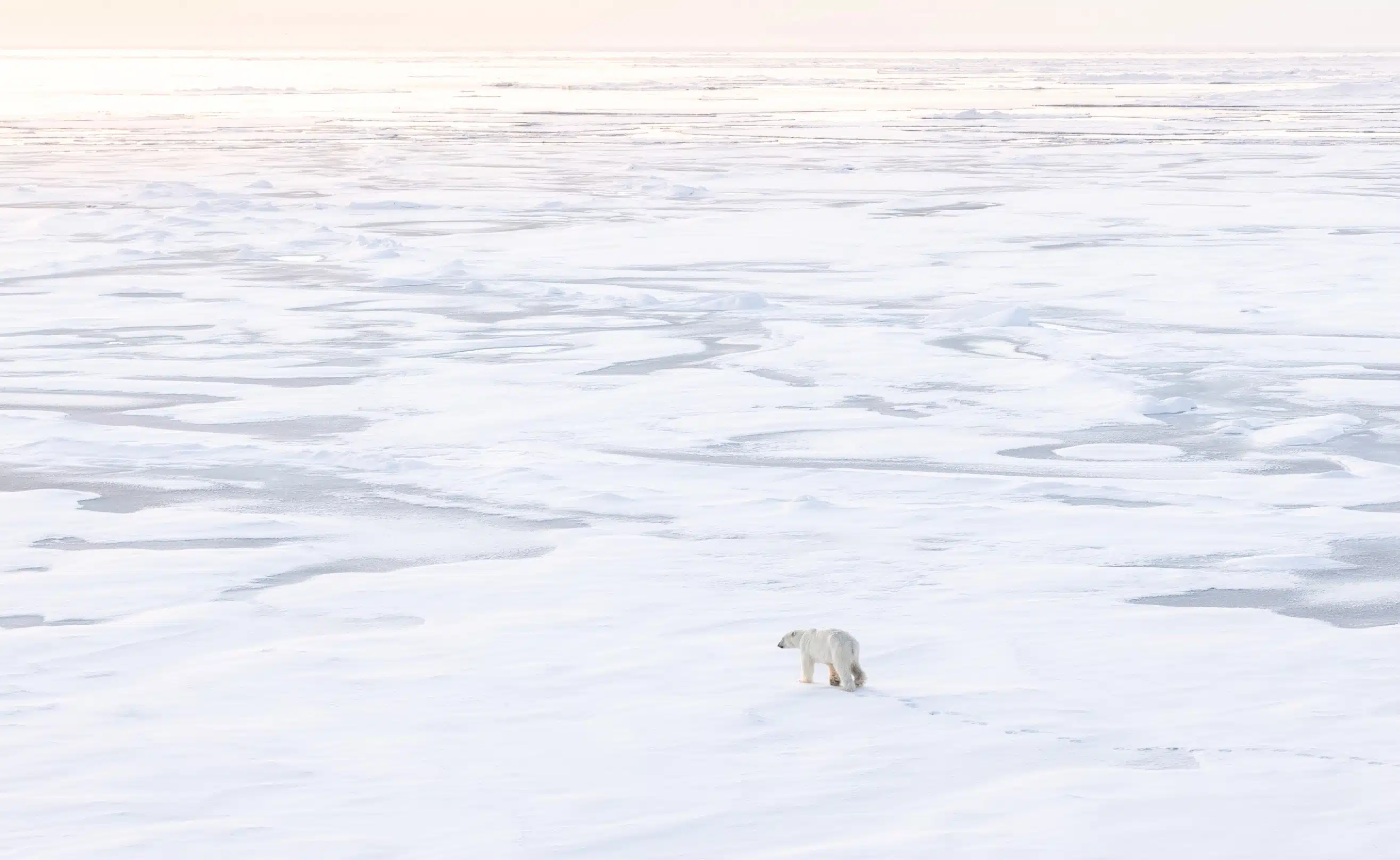 Découverte du pôle nord géographique