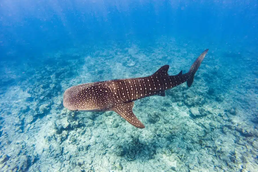 Plongée sous-marine aux Maldives