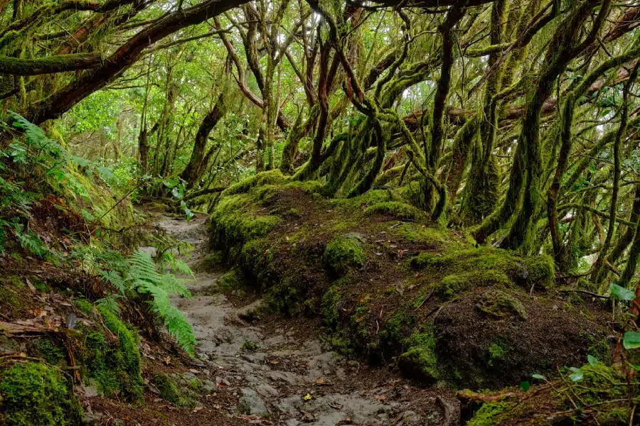 Parc rural d’Anaga à Tenerife, aux Canaries