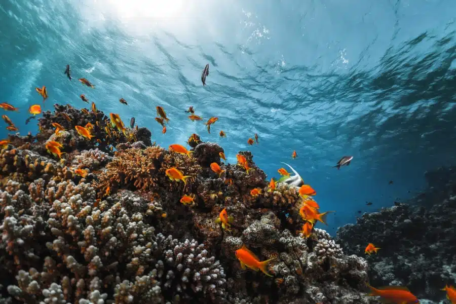 Les couleurs de la Mer Rouge