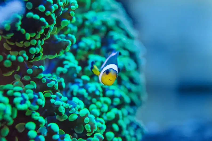 Tourisme écoresponsable aux Seychelles