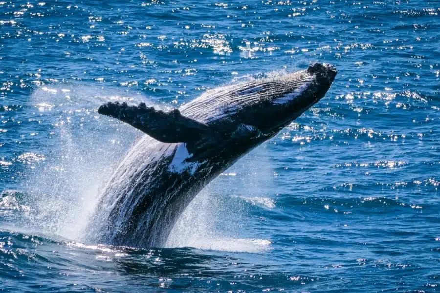 La science participative autour des baleines