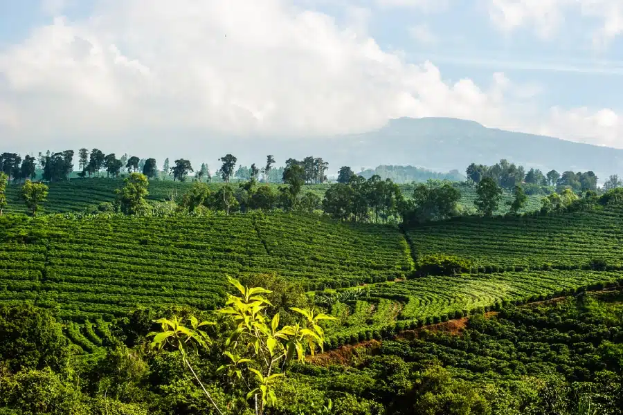 histoire du Café du Costa Rica au Guatemala