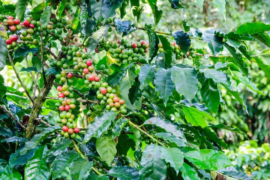 histoire du Café du Costa Rica au Guatemala