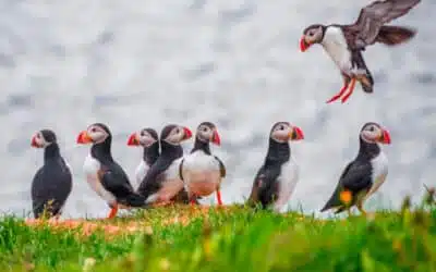 L’Islande à vol d’oiseau