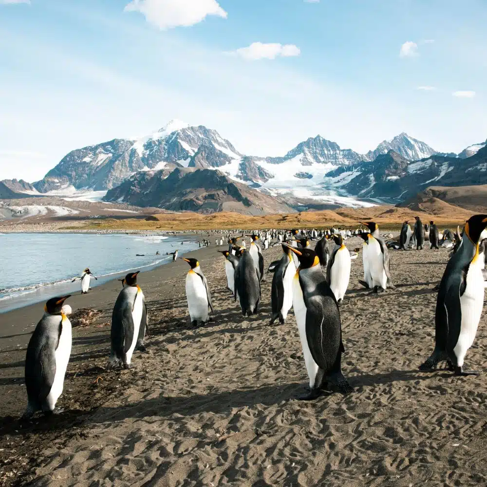 Manchots royaux sur une plage de sable noir en Georgie du Sud, île subantarctiques.