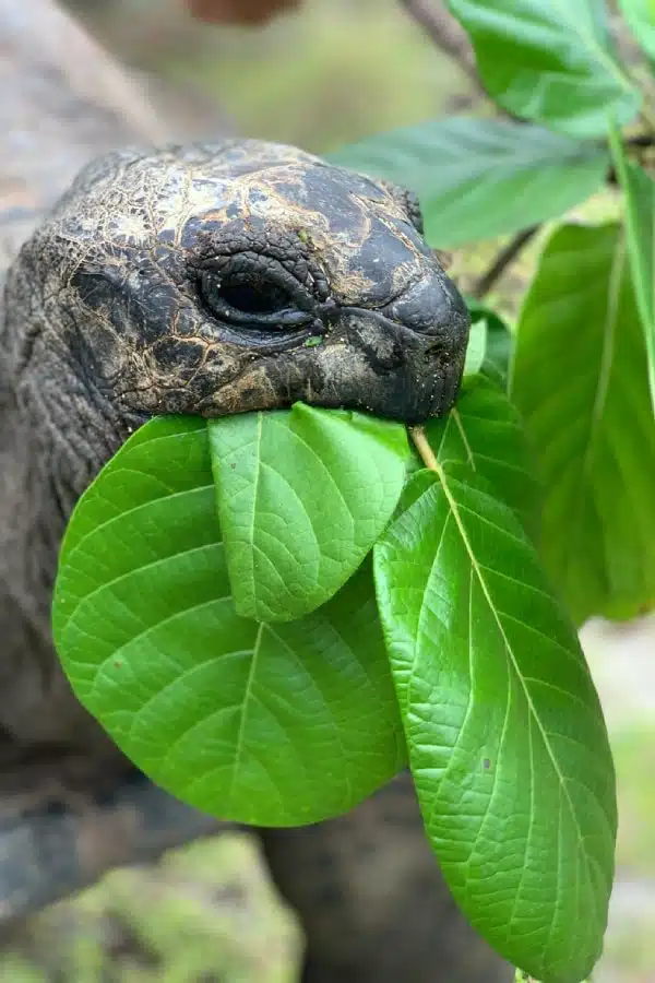Archipel des Amirantes aux Seychelles
