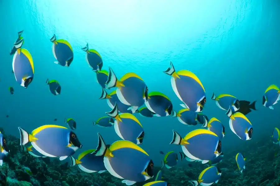 Archipel des Amirantes aux Seychelles