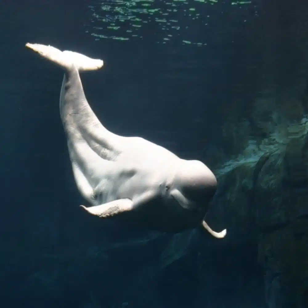 Beluga