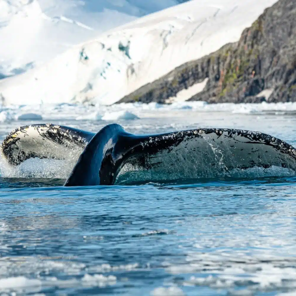 Souvenir d’un voyage en Antarctique avec PONANT