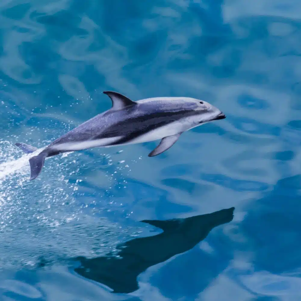 Dolphin jumping from water